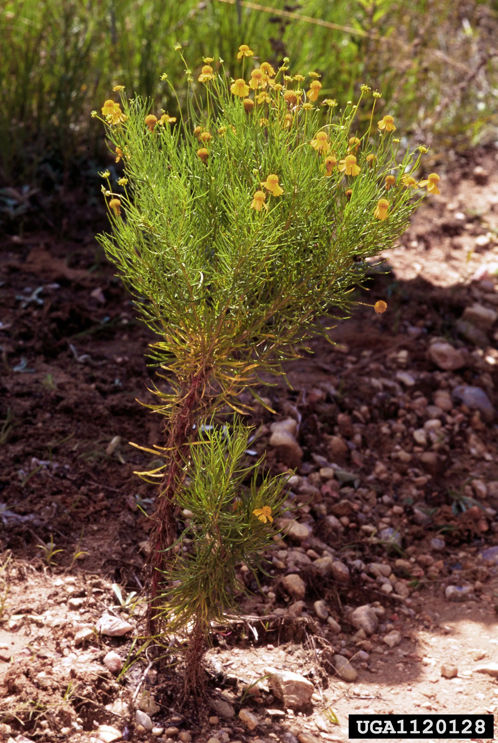 Figure 5. Described in caption