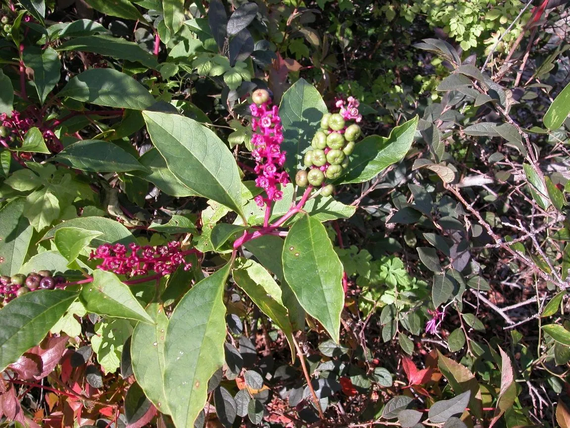 Figure 2. Described in caption