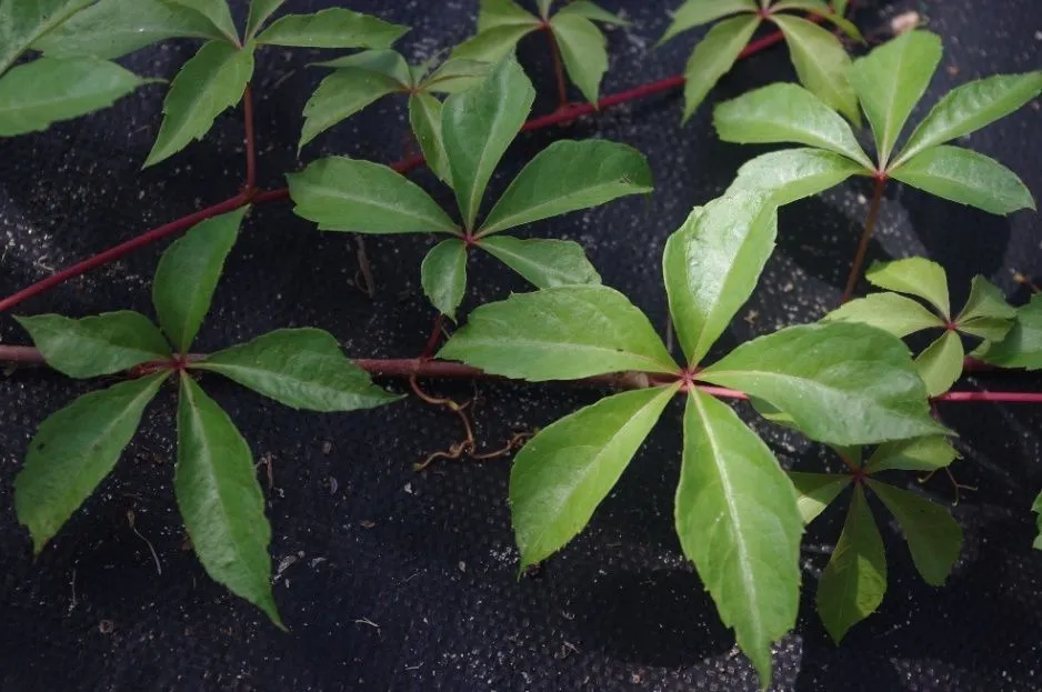 Figure 16. Described in caption