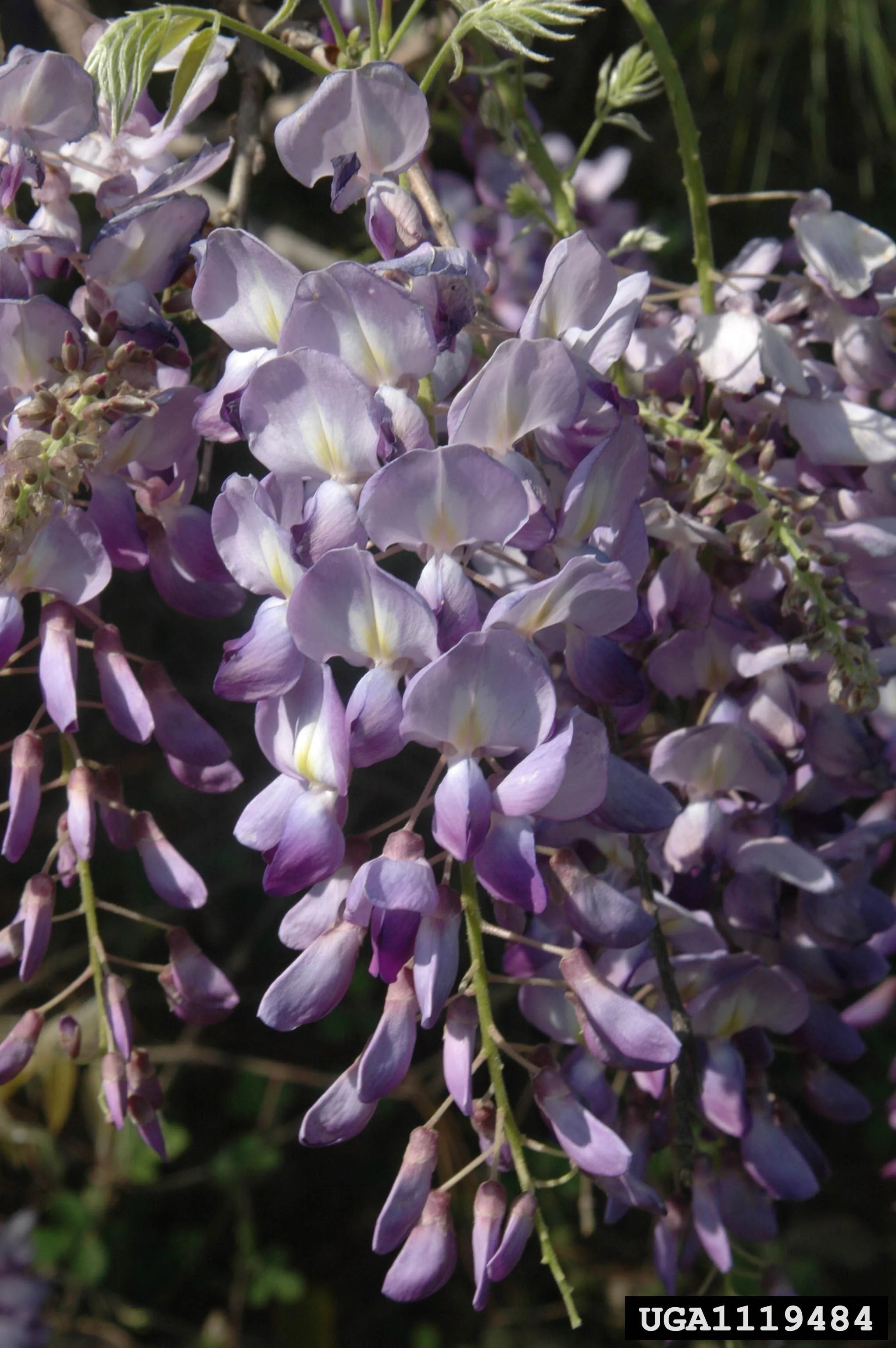 Figure 11. Described in caption