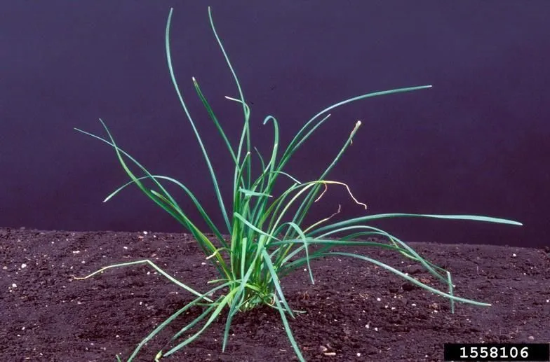 Figure 4. Described in caption