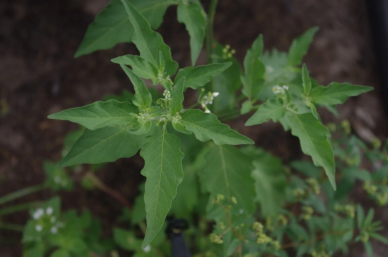 Figure 18. Described in caption