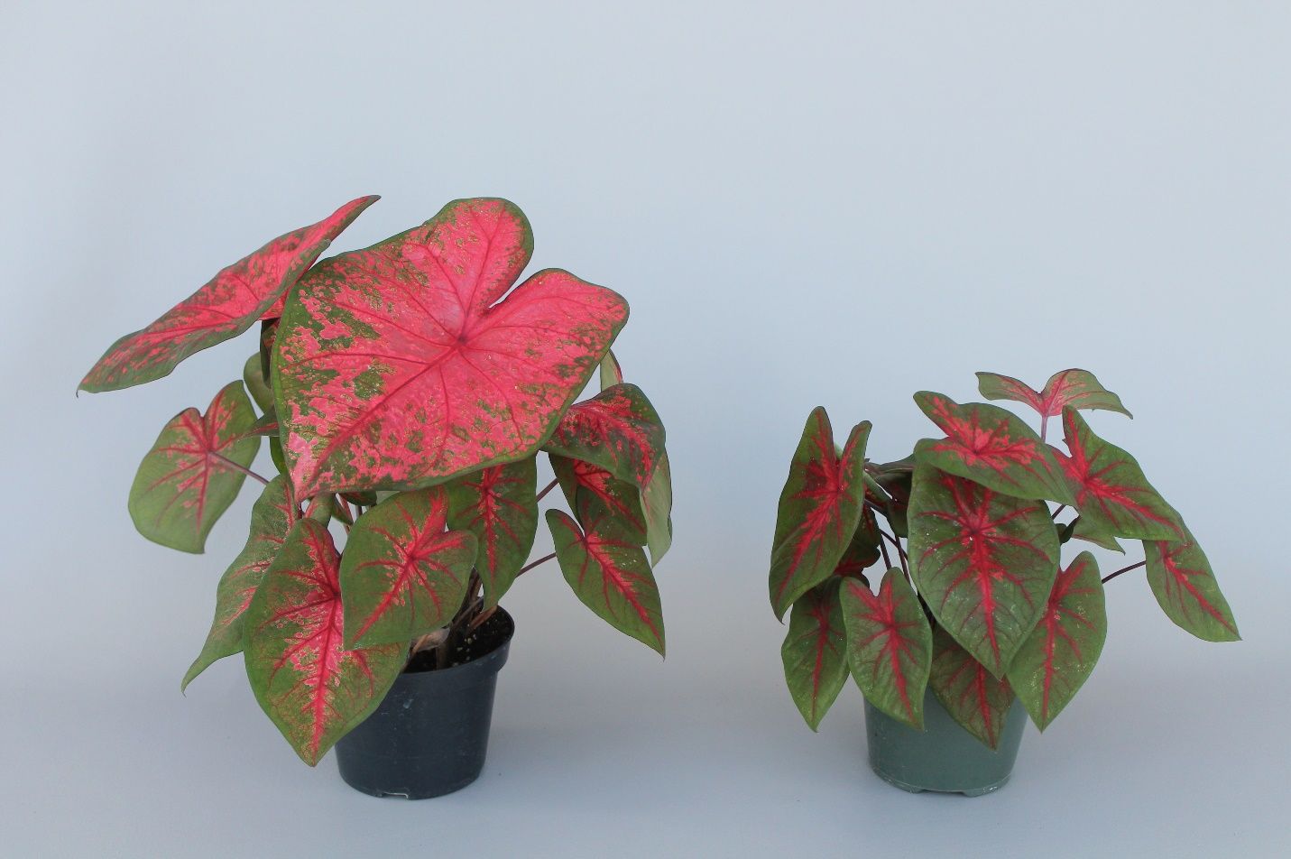 Plants of ‘Lava Glow’ caladium forced from one intact (left) or de-eyed (right) No. 1 (1.5 to 2.5 inches in diameter) tuber in a small container (5-inch diameter). Tubers were planted on 1 May 2020, and plants were grown in a greenhouse with approximately 30% light exclusion. The photo was taken on 22 June 2020. 