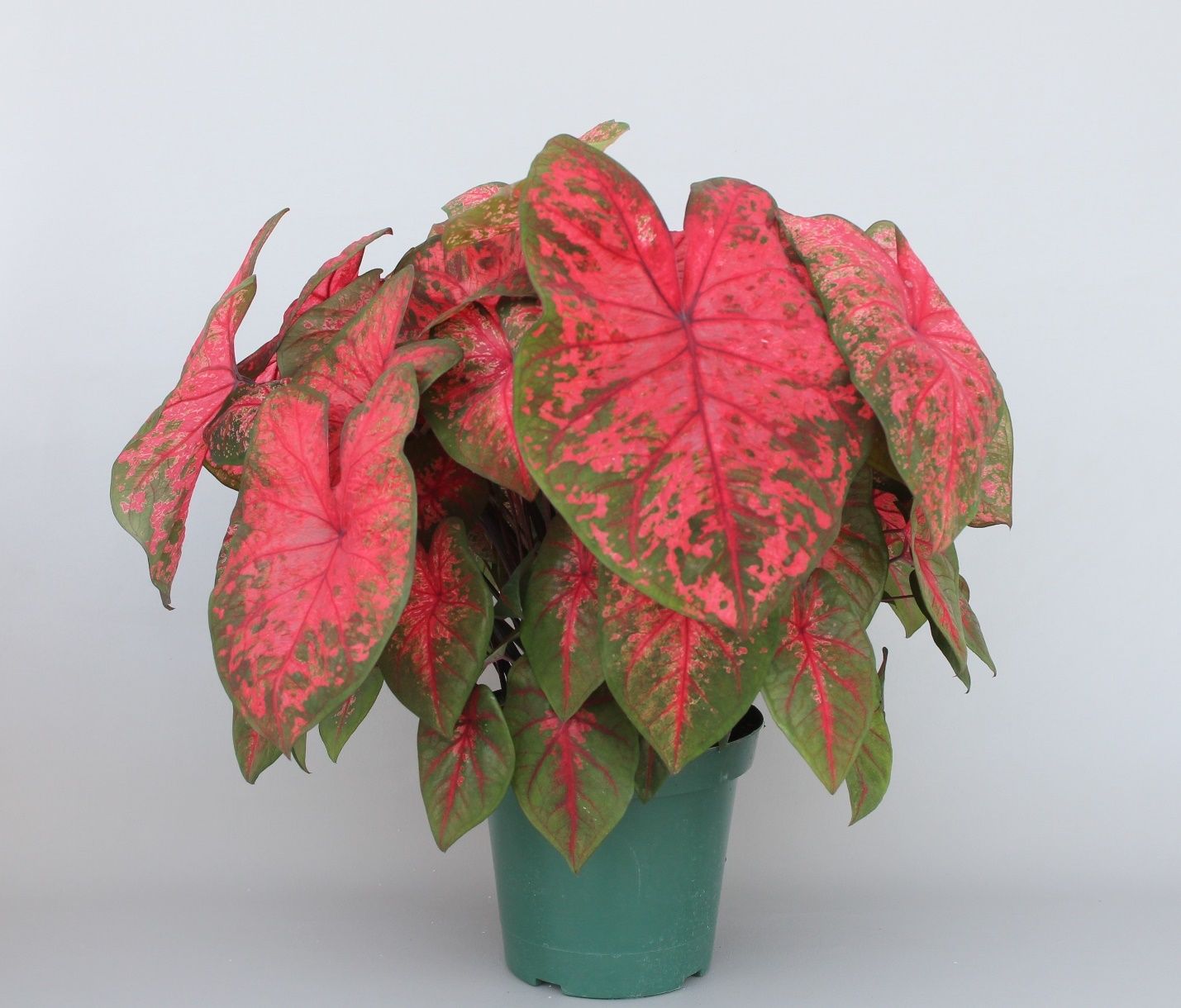 A typical plant of ‘Lava Glow’ (35-day-old) caladium forced from four No. 1 (1.5 to 2.5 inches diameter) tubers in an 8-inch container. Tubers were planted on 14 May 2020, and the plant was grown in a greenhouse with approximately 30% light exclusion. The photo was taken on 19 June 2020. 
