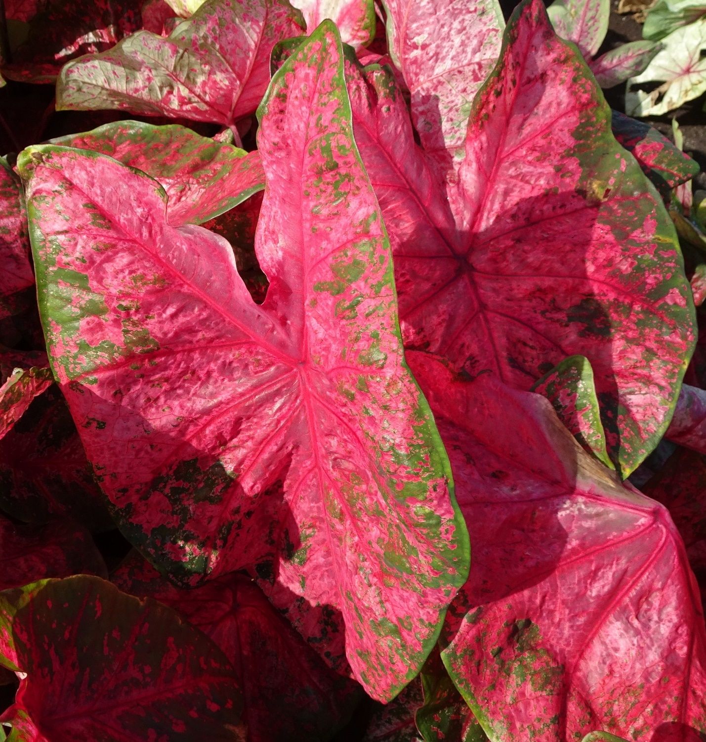 Typical leaves of ‘Lava Glow’ caladium in grower trials in open fields and full sun. Photo taken in Lake Placid, FL on 13 September 2019. 