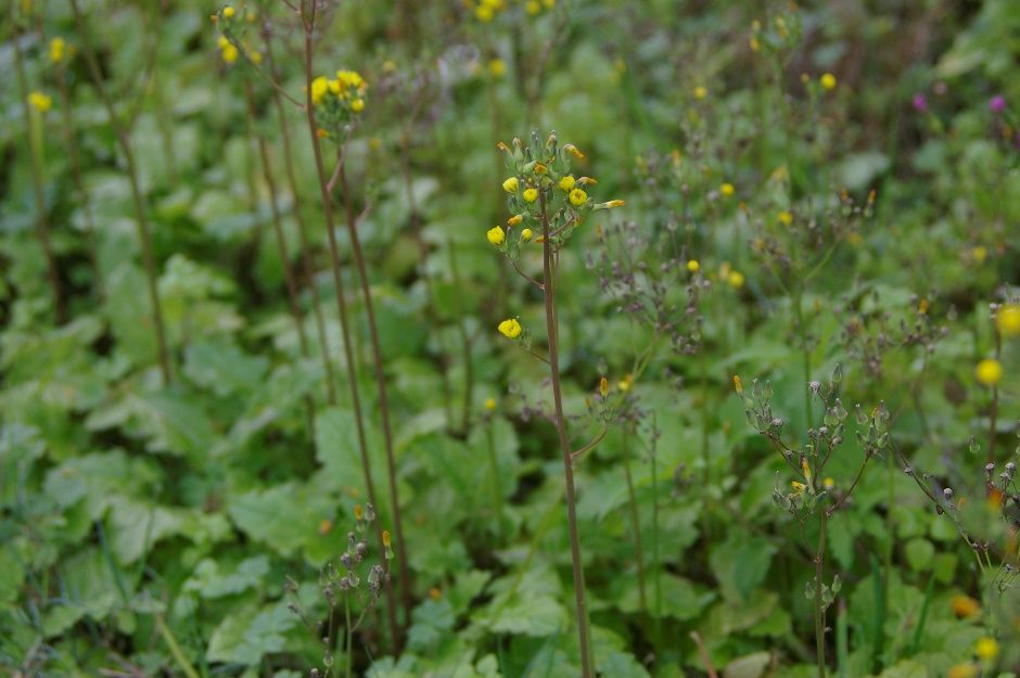 Solitary, erect growth habit of Asiatic false hawksbeard (Youngia japonica).
