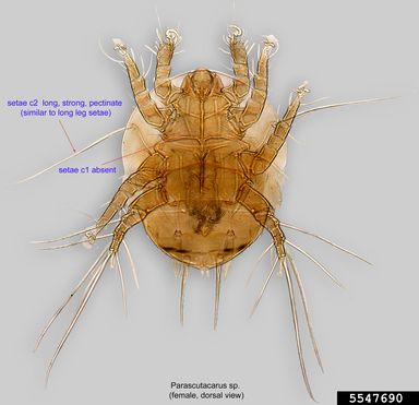Parascutacarus spp. mite, also referred to as a bee mite.