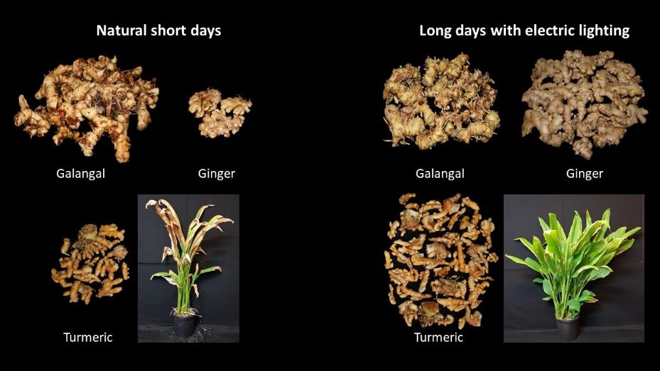 Plants finishing under natural short days in the winter (left), or with sunlight and additional electric lighting from 10 pm to 2 am from August onwards (right) in a heated greenhouse as shown in Figure 12.
