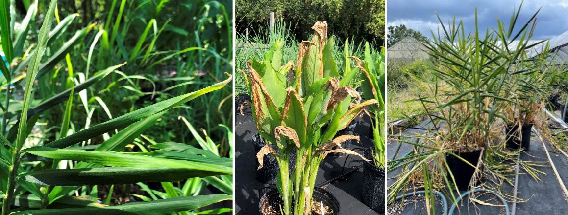 Drought stress for ginger will initially show leaf curling followed by tip burn (left). Heat and drought stress result in marginal burn in turmeric (center). However, overwatering encourages root pathogens such as Fusarium leading to rotten rhizomes and death of shoots (right).