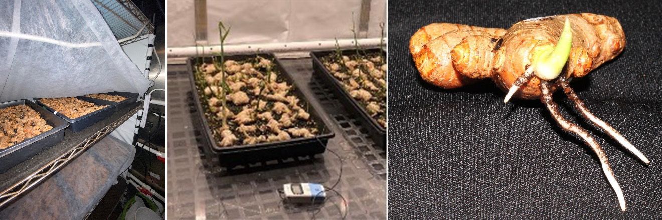 To sprout rhizomes during late winter before soil temperatures rise, rhizomes can be placed in a warm room (left) or greenhouse (middle) at around 82°F on top of a humid potting mix. When plants are beginning to sprout (right), they can be planted outdoors; growers should be careful not to damage the fragile root and shoot.