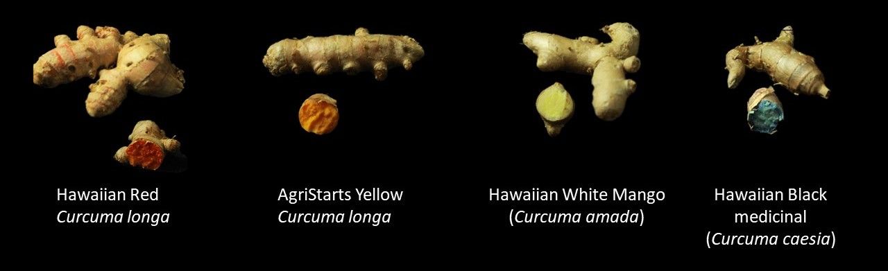 Examples of Curcuma (turmeric) sourced from Hawaiian Organic Ginger or AgriStarts Florida and trialed by UF/IFAS, including two genetic lines of Curcuma longa showing the range in rhizome color.