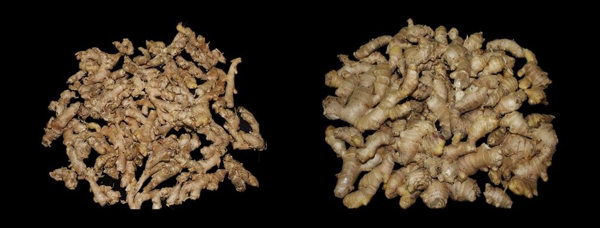 Ginger rhizomes harvested in the first year from plants grown from tissue culture plants (left) have small rhizomes and lower yield. If those rhizomes are used to plant in the following year (second-generation, shown at right), yield and quality are likely to increase.
