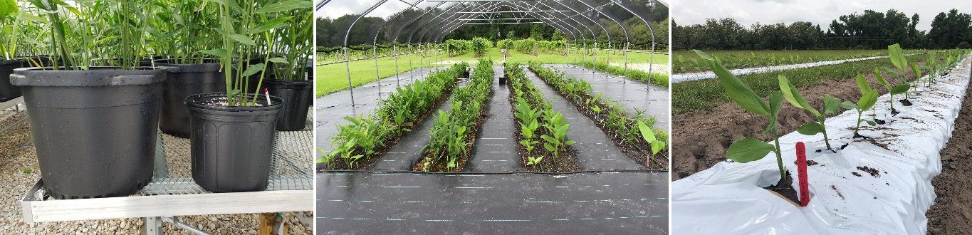 Planting options include containers (left), beds filled with soilless substrate (middle), or field soil (right).