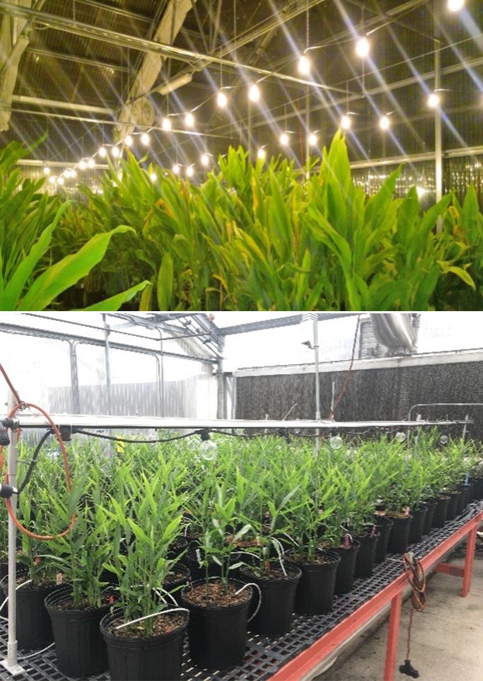 A low light level is required to provide artificial long days in the winter for turmeric (left) or ginger (right). LEDs can be hung above the crop, for example on cables of construction lighting, at 2 micromol.m-2.s-1 from 10 pm to 2 am.