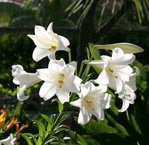 Easter lily flowers.