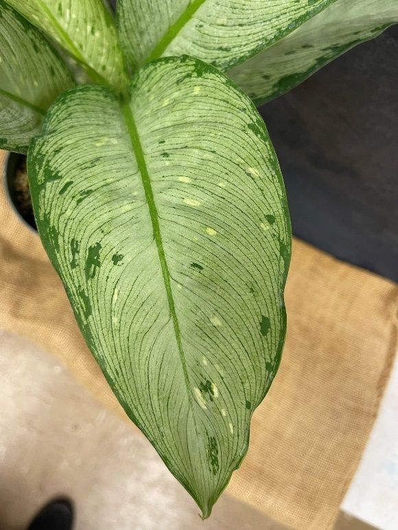 Dumbcane leaves with white spots.