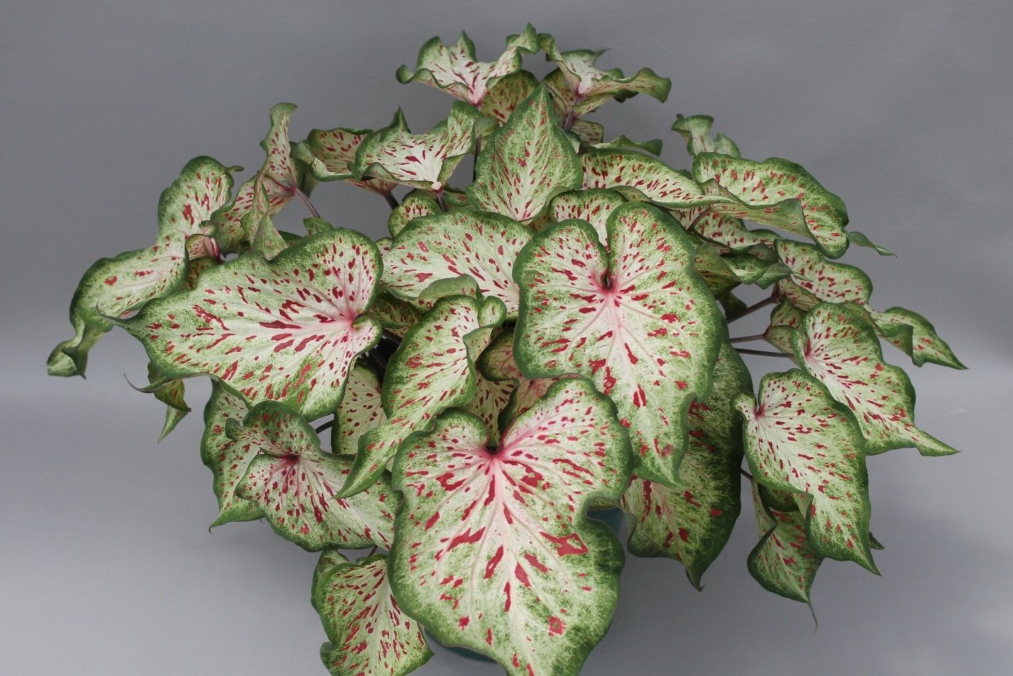 A typical plant of ‘Wonderland’ caladium (approximately 45 days old) forced from four No. 1 tubers in an 8-inch container. Tubers were planted on May 14, 2020, the plant was grown in a greenhouse with approximately 30% light exclusion, and the photo was taken on June 28, 2020. 