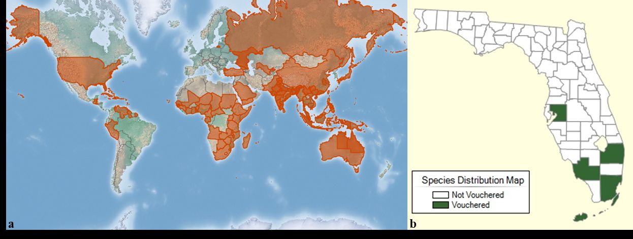 The distribution of Indigofera tinctoria worldwide (a) and in Florida (b). 