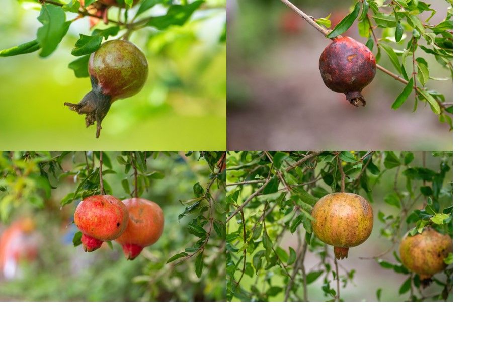 Examples of anthracnose fruit rot in pomegranate caused by Colletotrichum species (top row) versus fruit that are not infected (bottom row). 