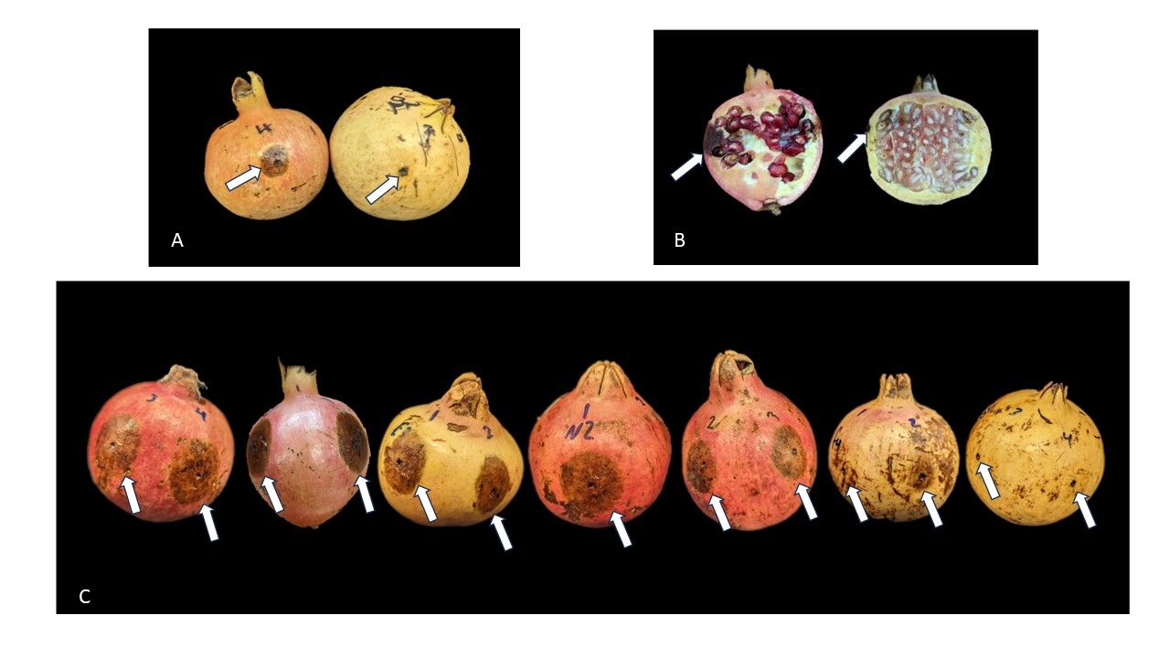 A and B: Compare the fruit rot lesion size in two representative cultivars, ‘Kazake’ (left) and ‘Azadi’ (right), 14 days post inoculation, externally (A) and internally (B). C: Anthracnose lesions (highlighted by the arrows) in seven pomegranate cultivars, ‘Afganski’, ‘Kazake’, ‘Eversweet’, ‘Nikiski Ranni’, ‘Al-Sirin-Nar’, ‘Fleishman’, and ‘Azadi’. 