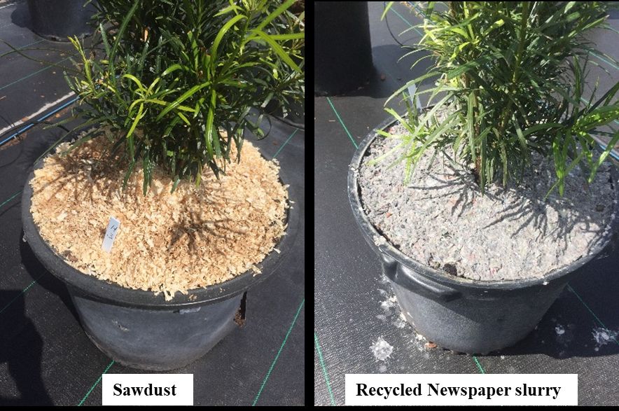 Use of sawdust and recycled newspaper as mulch material. 