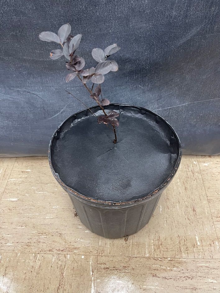 Crape myrtle covered with weed disc made of recycled fiber cloth in container plant production.