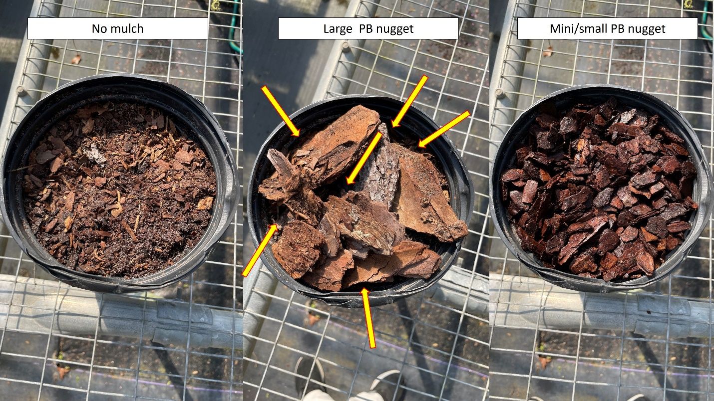 Comparison of no mulch (left), large pine bark nugget mulch (center), and mini/small pine bark nugget mulch (right). Yellow arrows in center photo indicate the gaps between the large pine bark nuggets.