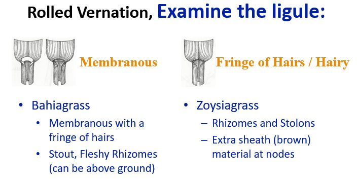 Graphic chart. Title reads "Rolled Vernation, Examine the ligule." A picture labeled "Membranous" lists below: Bahiagrass is membranous with a fringe of hairs and has stout, fleshy rhizomes that can be aboveground. Another picture labeled "Fringe of Hairs/Hairy" lists below: Zoysiagrass has rhizomes and stolons and has extra sheath material that is brown located at the nodes.