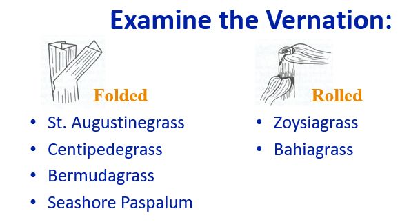 Graphic chart. Title reads "Examine the Vernation." A picture labeled "Folded" shows a straight stem but the collar breaks away from the sheath at about a 40 degree angle. The collar is slightly folded in half. Folder grasses are listed below the image: St. Augustinegrass, Centipedegrass, Bermudagrass, and Seashore Paspalum. Another picture is labeled "rolled." The collar breaks away at the sheath, but the collar fans out and flattens out from its intersection with the sheath. Listed below the image: Zoysiagrass and Bahiagrass.