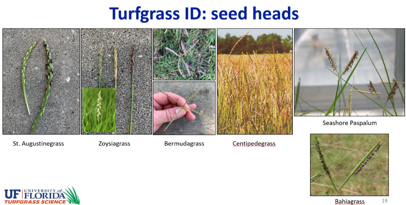 Graphic chart titled "Turfgrass ID: seed heads." The following describe pictures for each species. St. Augustinegrass: one single spike flowering on all sides. Zoysiagrass: straight and densely flowering on all sides. Bermudagrass: several "spikes" which in this image form an X jutting out a single stalk and each spike flower on all sides. Centipedegrass: several shorter spikes jut out over the length of the straight stalk of the seedhead, flowering densely. Seashore Paspalum: two branches fork out from the straight stalk and flowers densely from all sides of those branches. Bahiagrass: Y-shaped with two branches fork out from the straight stalk and flowers on only one side of each branch.