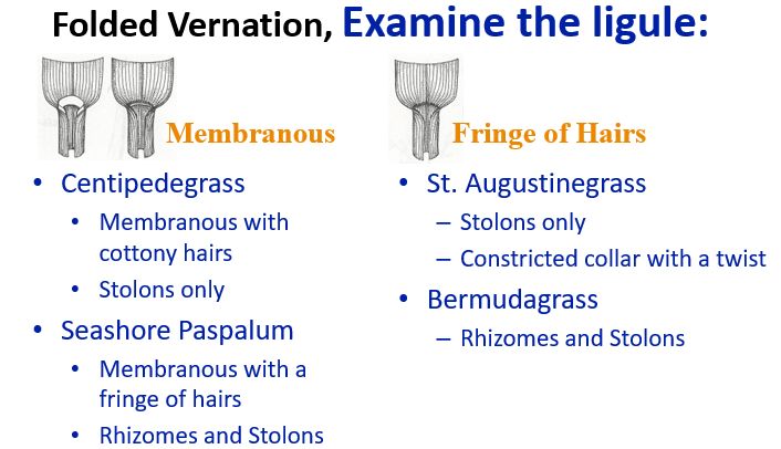 Graphic chart. Title reads "Folded Vernation, Examine the ligule:' A picture labeled "Membranous" lists grass and info below: Centipedegrass is membranous with cottony hairs and has stolons only while Seashore Paspalum is membranous with a fringe of hairs and has rhizomes and stolons. Another picture labeled "Fringe of Hairs" lists below: St. Augustinegrass has stolons only and has a contricted collar with a twist, while Bermudagrass has rhizomes and stolons.