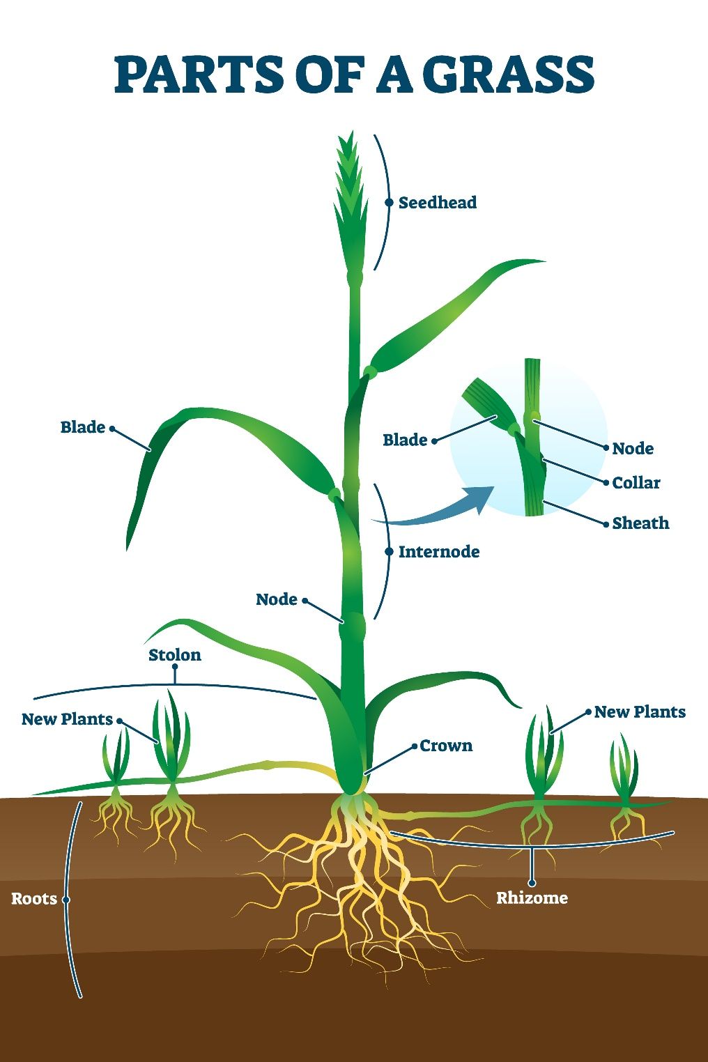 Diagram labeling the parts of a turfgrass. From top to bottom, seedhead, blade, internode, node, stolon and new plants coming from stolen, crown, rhizome and new plants from rhizome, and roots. a close up of the internode area labels the grass blade, node, collar, and then sheath.