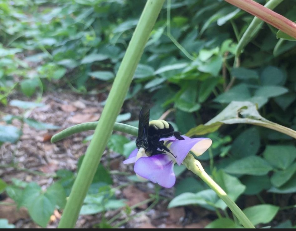 A large bee, black in color with green fuzzy stripes on its back, flies and lands at the center of a purple cowpea flower while biting into the flower.