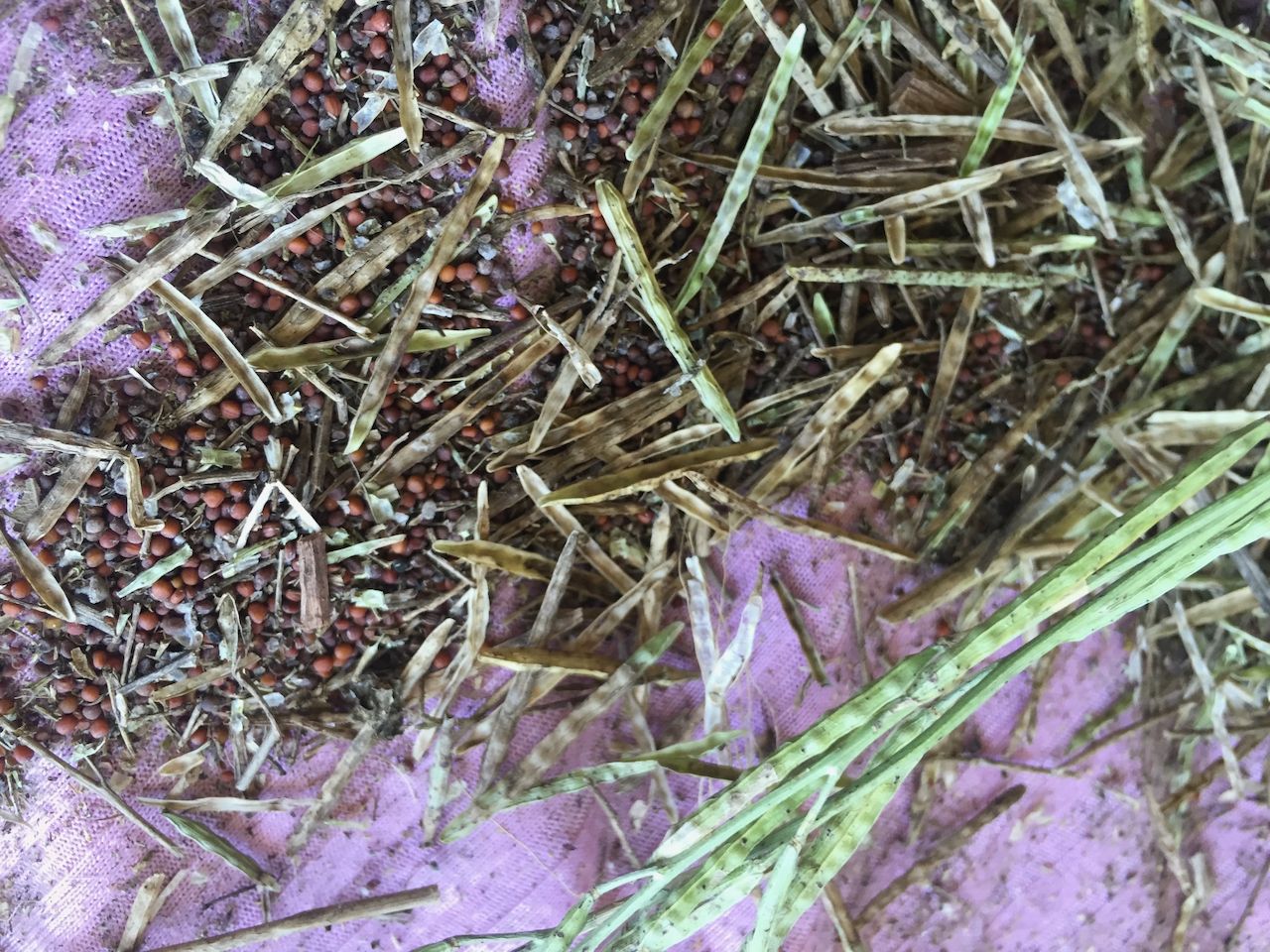 Fallen dry split-open arugula capsules, which look like flat and dry blades of grass that are green with some faded brown-gray stripes. The seeds lay amongst the blades.