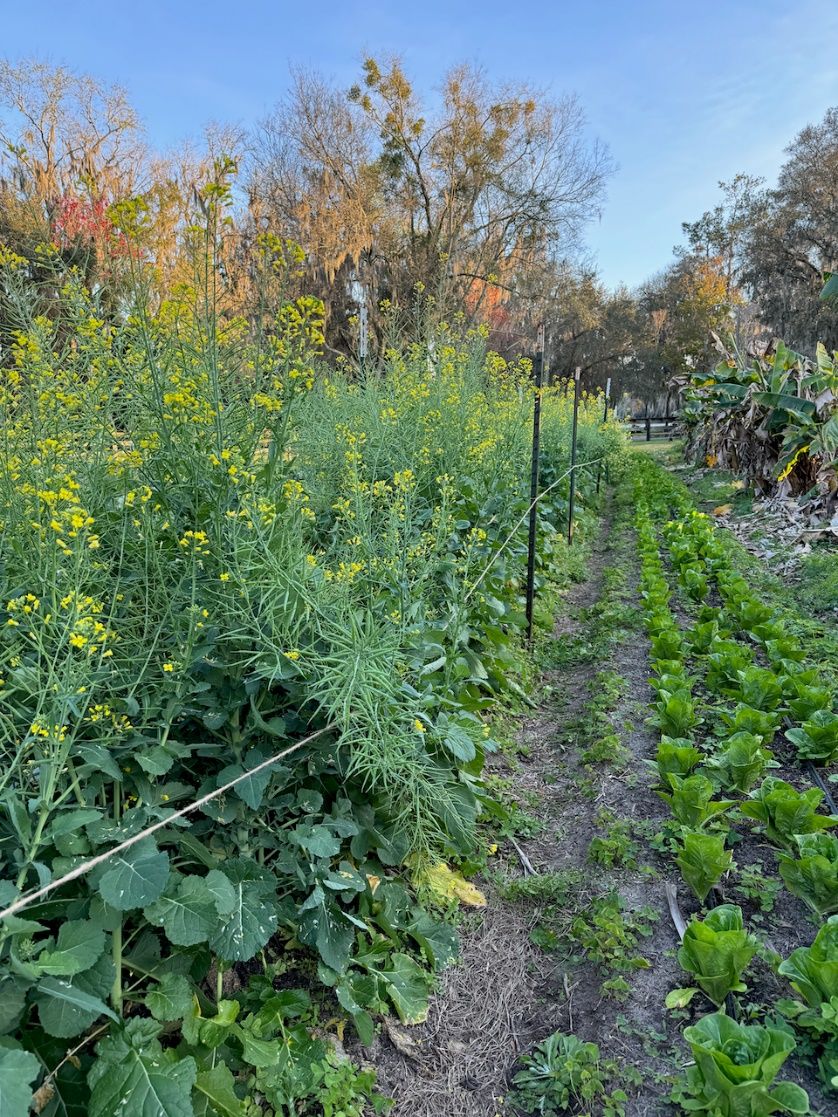 A garden with lush and dense kale growing at various stages on the left and lettuce growing in neat rows to the right.