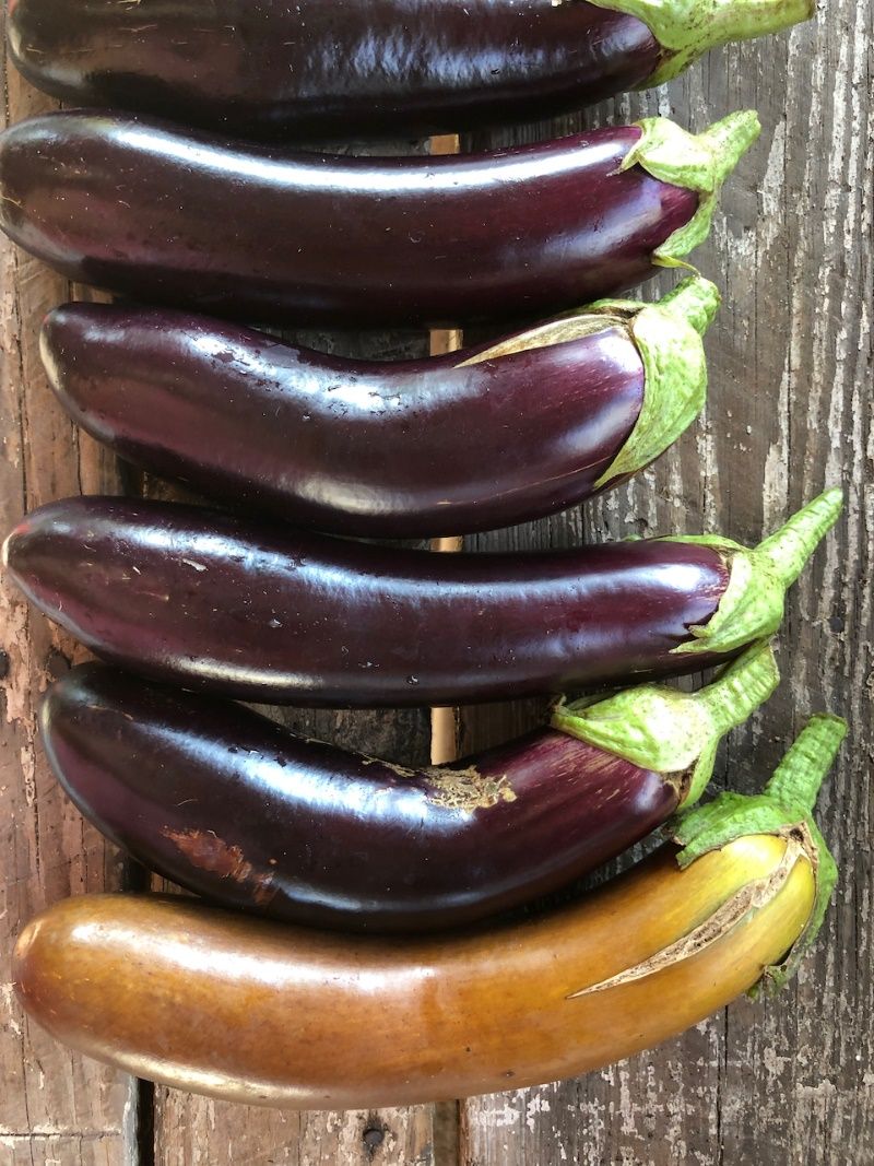 Six eggplants on a table seen from an aerial view; the top five of them are deep purple in color and the one at the bottom is entirely brown except for some yellow near the stem. All have green stems still attached.