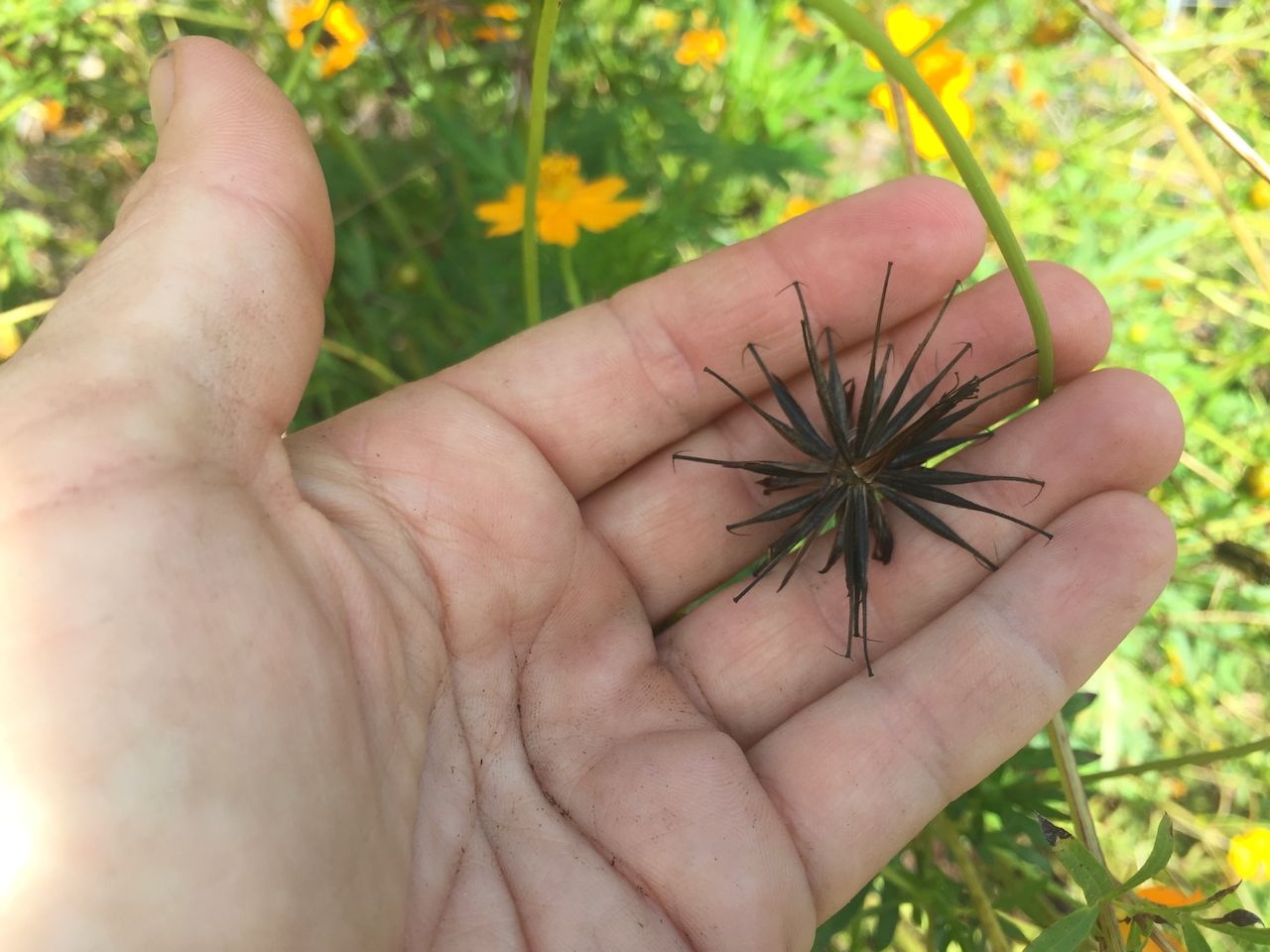 This dry fruit is a round, three-dimensional spike ball that is dark brown, almost black, in color.