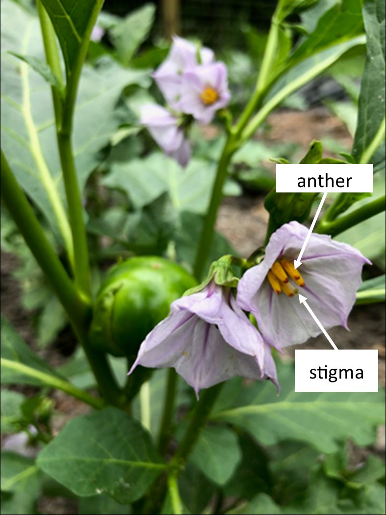 Labels describe the parts of the mass inside the center of an eggplant flower. The anthers are the long, yellow-orange stem light parts standing straight up from the flower's center. The stigma are the orange-red tips of the anthers.