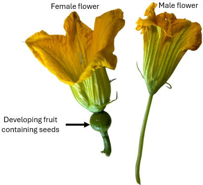 Two images of flowers, both with yellow petals and green bottoms and stems. The left flower is labeled the female flower, identified by the more open petals and developing fruit, which contains seeds according to the label; the fruit looks like a round lump between the flower bottom/base and the stem. The right flower is labeled male since the petals are less open and their is not developing fruit at the flower base.