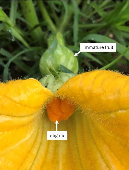 In the foreground is the yellow squash flower and a caption labels the stigma as the mass at the center of the petals. In the middle ground is the green bottom of the flower, followed by the labeled immature fruit, and then the stem. The flower bottom and immature fruit, which is green with pale green stripes, are about the same size and appear together as an hourglass shape.