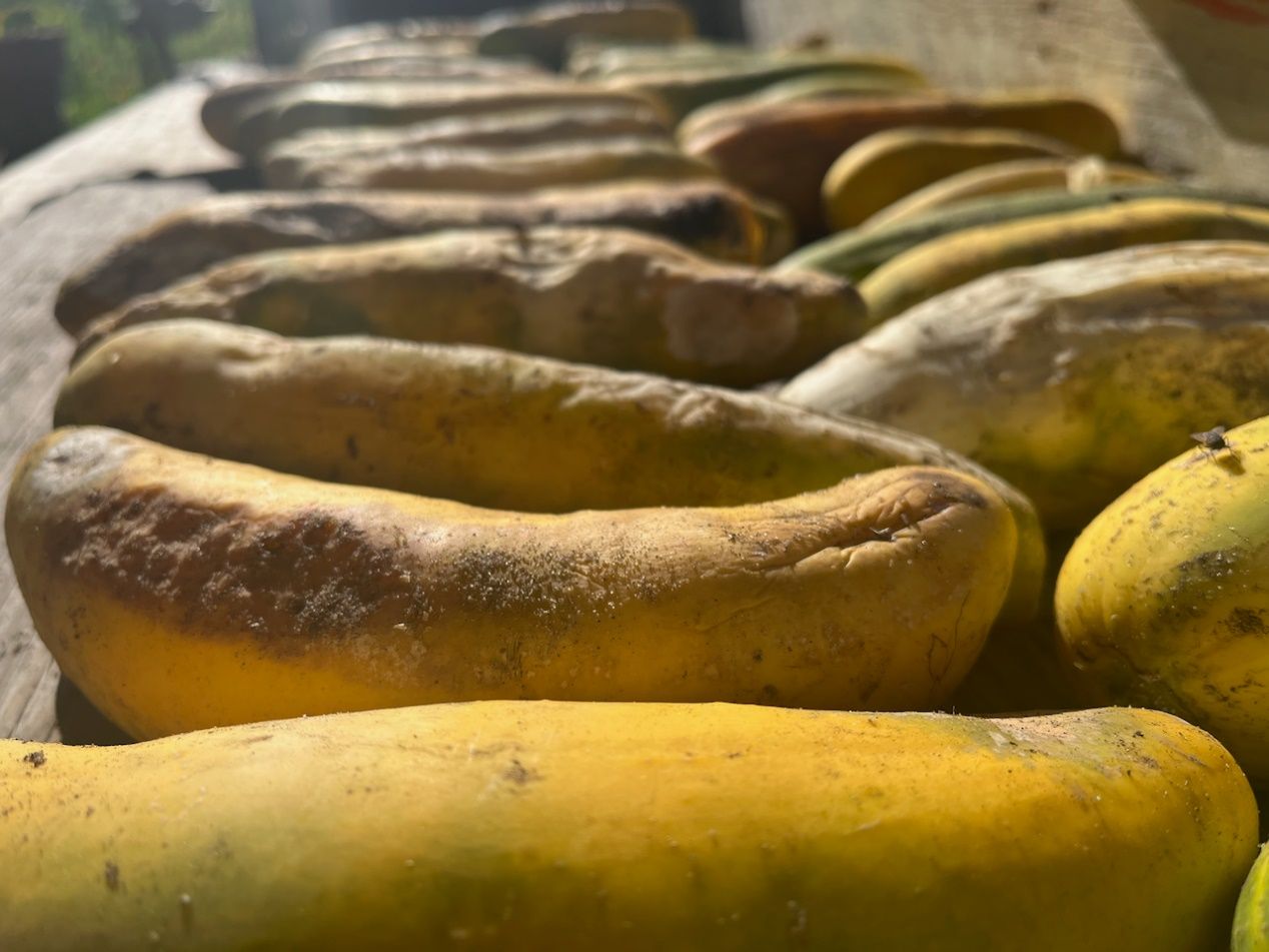 These several cucumbers laying on a table are lumpy, soft-looking, and mostly yellow in color with a few brown spots and dents.