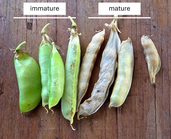 Immature pea pods have a thick, green casing, while the mature pea pods have thin, almost transparent, casings that range in color from brown to light green-brown.