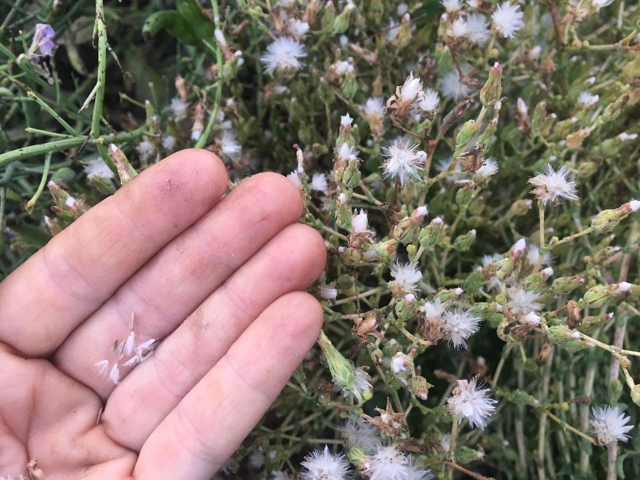 Hand holding fluffy white hairs of the fruits from mature lettuce plant. 