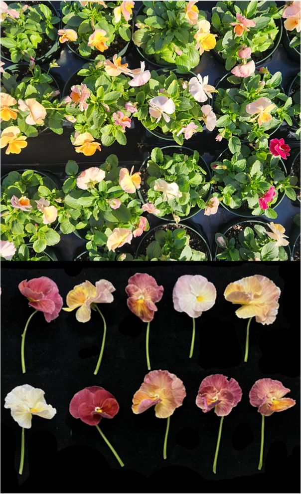 Top image is aerial view of pansy plants in container pots that do not grow very tall or with too many leaves. Bottom image is some of those same dark pink, whitish, and yellow-pink pansy blooms cut from their plant, having flatish, ruffly petals and skinny, leaf-less stems.