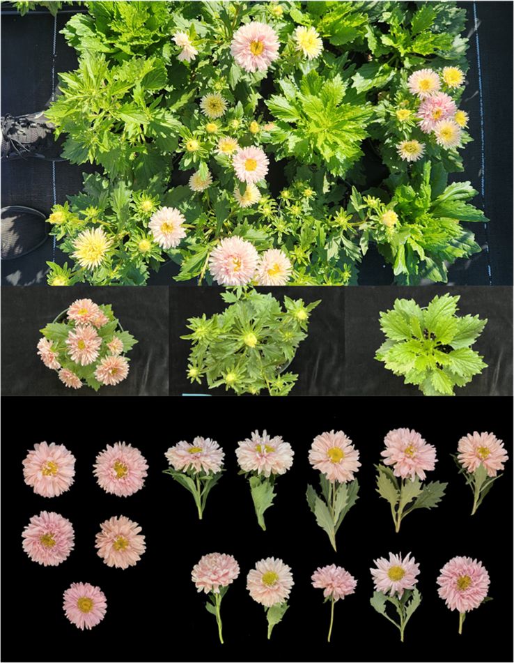 Top image is asters growing from their container plants, with sharp-edged leaves and only a few blooms per plant. Middle left is a plant full of the aster blooms, center photo shows the aster plant with flower buds before bloom, and middle right is the aster plant with leaves only. Bottom shows cut aster flowers that have pink blooms with many overlapping petals, short stems with a few leaves, and one bloom per stem.