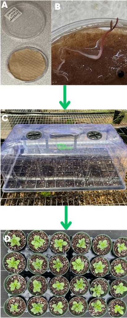 A is a clear petri dish with round paper towl inside covering seeds. B shows root and looking plant material growing from dish. Arrow points down to C, which is a few inches tall, rectangular, clear plastic cover. Arrow points to D, which is a tray of small container pots filled with substrate and seedling sprouts. 