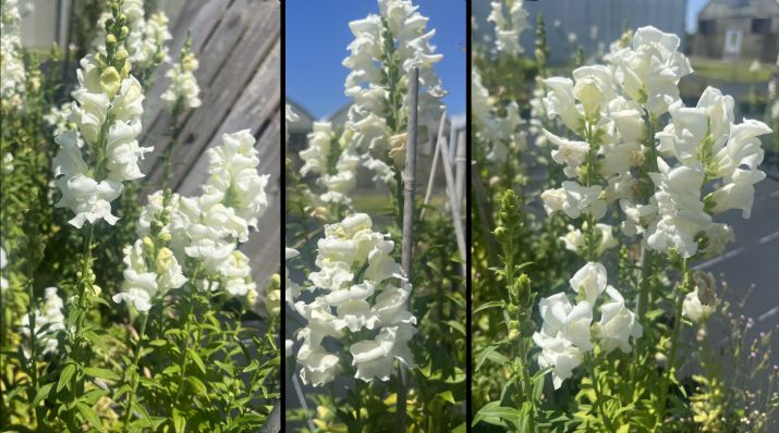 White blooms grow neatly from both sides near the top of each flower stem, which has many leaves neatly growing along the rest of it.