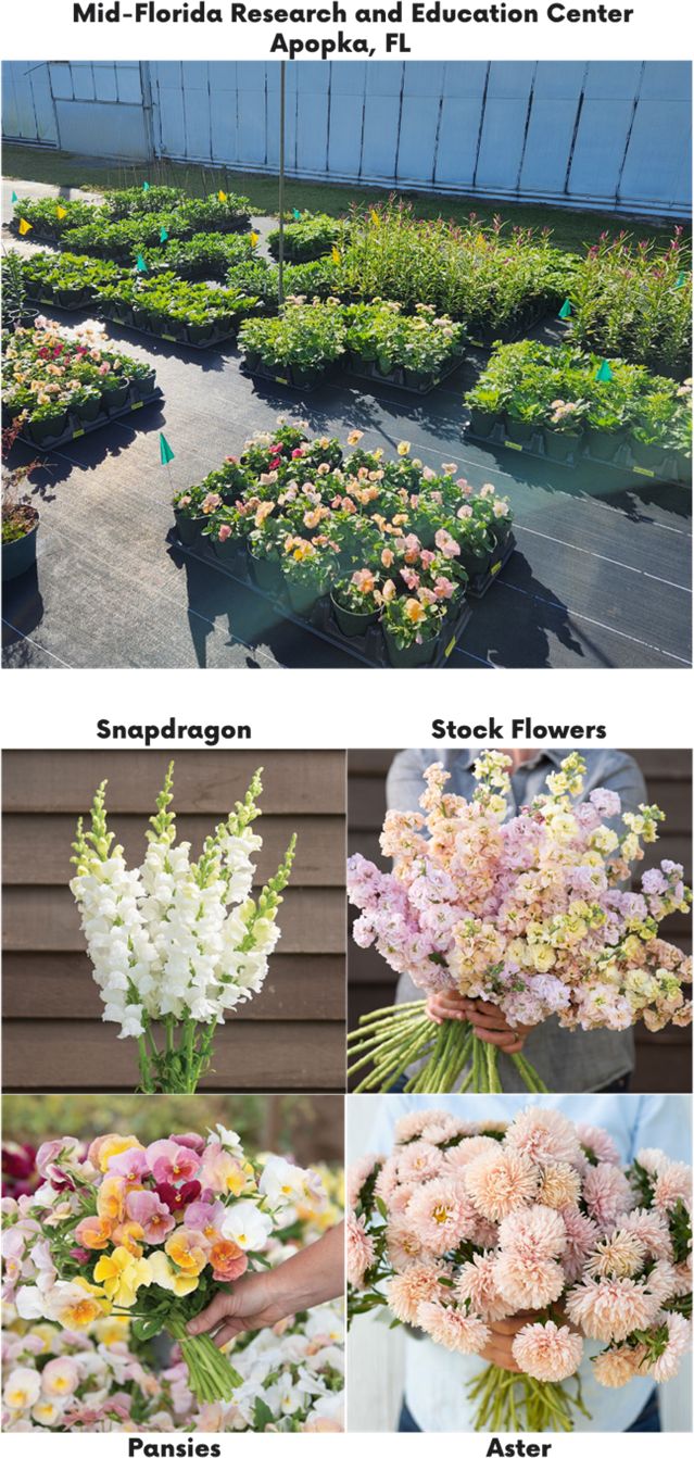 Top image shows several blocks of containerized flower plants. Below are four photos of different flower bouquets: (TL) blooms of white snapdragons appear in a straight line along each stem; (TR) blooms of pink, yellow, and peachy stockflowers appear in clusters; (BL) blooms of yellow, reddish, pink, orangey, and white pansies appear one per stem; and (BR) blooms of peachy aster appear one per stem with many overlapping petals.