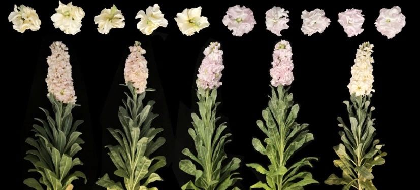 Very light pink and yellow-whitish blooms grow in clusters at the very tops of these flower stems, which have many leaves growing from around all sides of the rest of it.