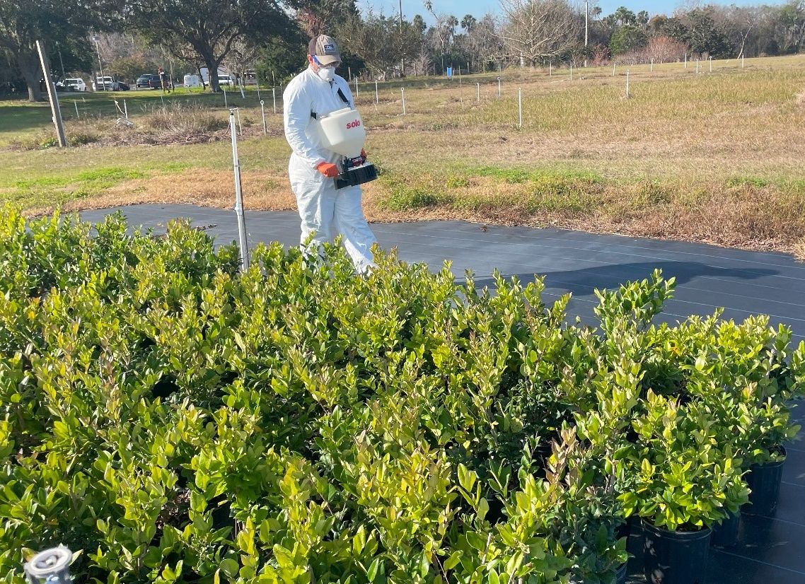 Applicator wearing PPE walks alongside rows of plants while turning a hand crank on the side of their spreader device, which is strapped around the shoulder to rest the container at the belly.